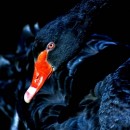 black swan source image